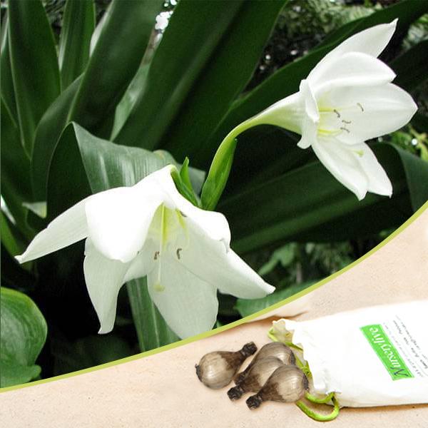 Eucharis Grandiflora White Lily Bulbs